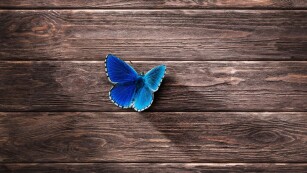 błękitny motyl na deskach